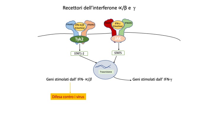 recettori interferone