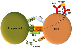 antigene