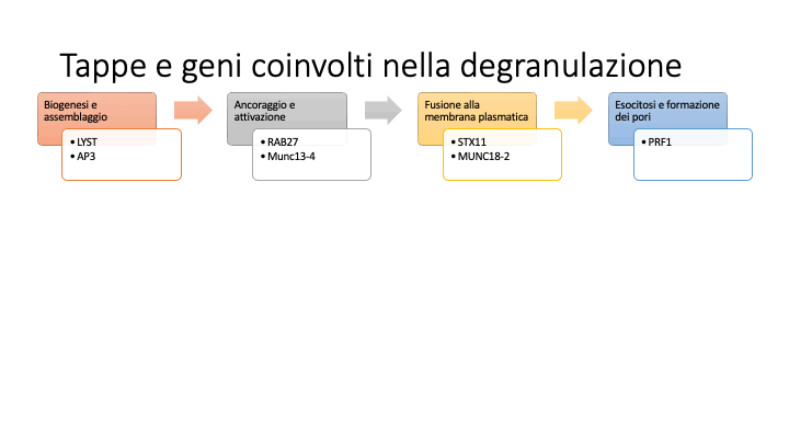 modello di-genico