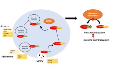 Identificata una nuova proteina coinvolta nell’attività di degranulazione delle cellule immunitarie e che predispone alla HLH