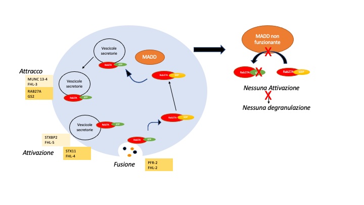 Identificata una nuova proteina coinvolta nell’attività di degranulazione delle cellule immunitarie e che predispone alla HLH